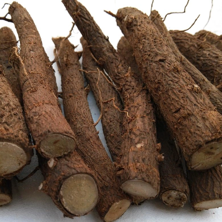 2018 fresh cut paulownia root hybrid 9501,shantong,elongata,tomentosa,fortunei wholesale in November