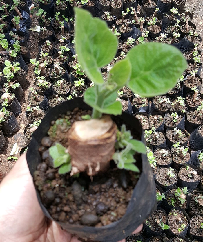 2021 new paulowia root no disease 99% survive