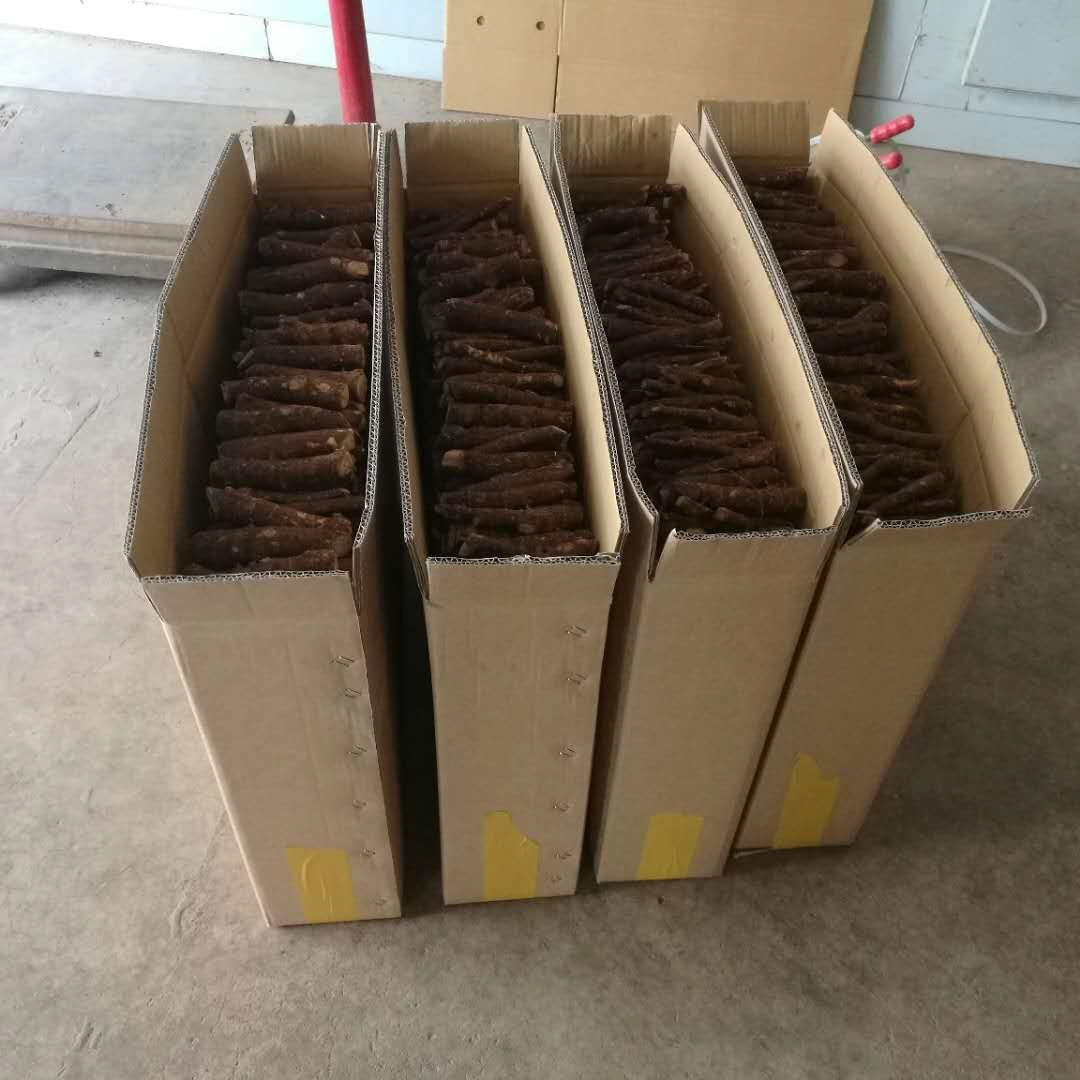 2021 new paulowia root no disease 99% survive