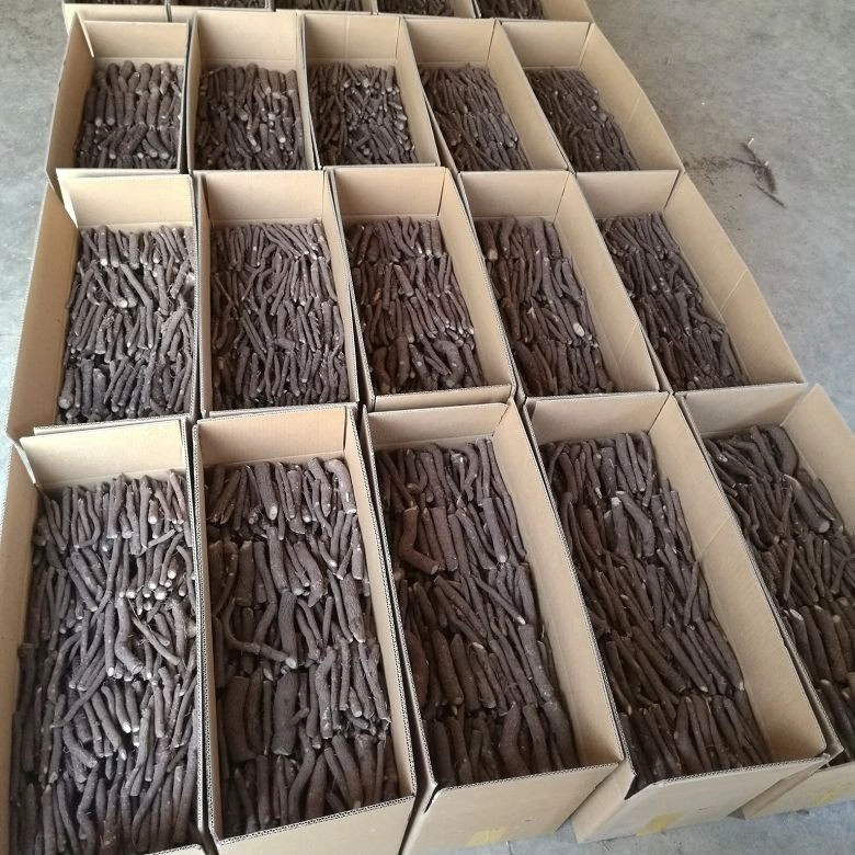 2021 new paulowia root no disease 99% survive