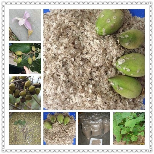 85-95% survive flower paulownia tree seeds discount price