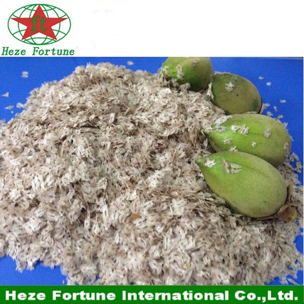 99% sobrevive paulownia tasa Tong Shan semillas para siembra