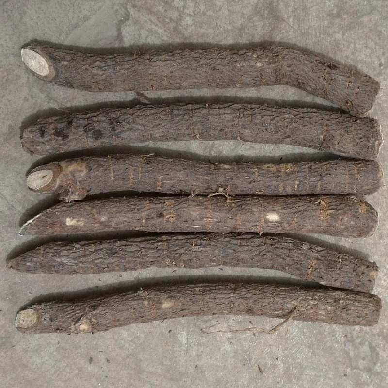 Best cold resist species Paulownia hybrid shantong root cutting for big tree timber
