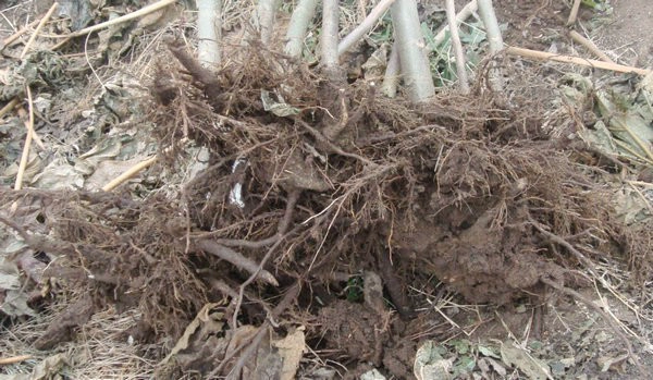 Granoturco ibrido di paulownia semenzale con shantong 9501