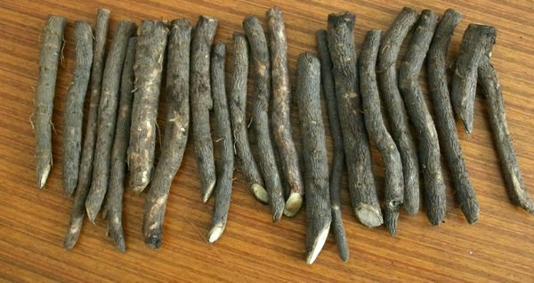Granoturco ibrido di paulownia semenzale con shantong 9501