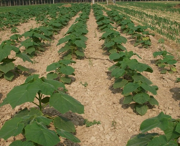 Granoturco ibrido di paulownia semenzale con shantong 9501