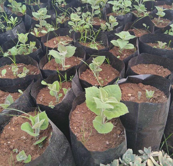 Granoturco ibrido di paulownia semenzale con shantong 9501