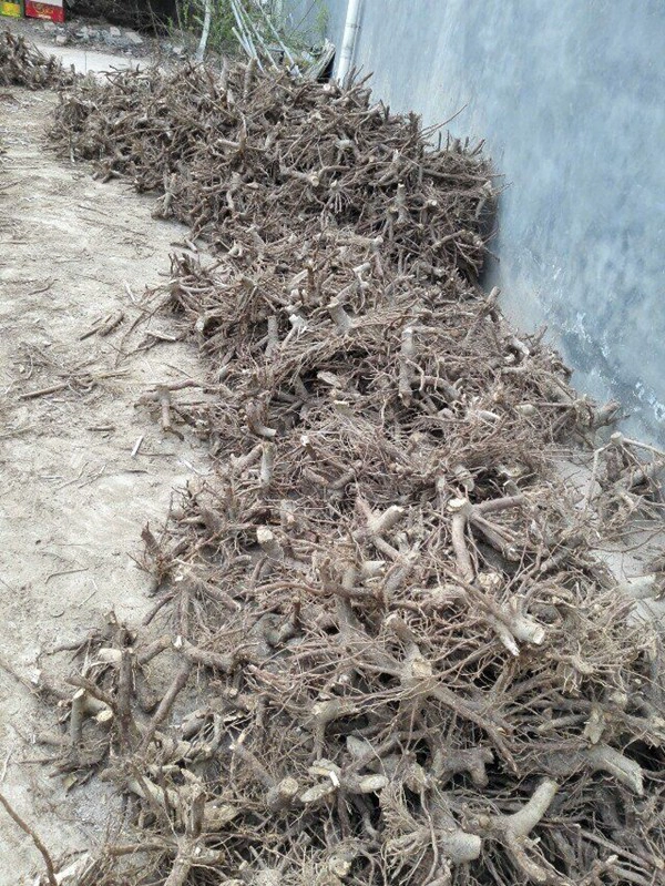 الصين بولونيا HYBRID ROOT STUMP بالجملة