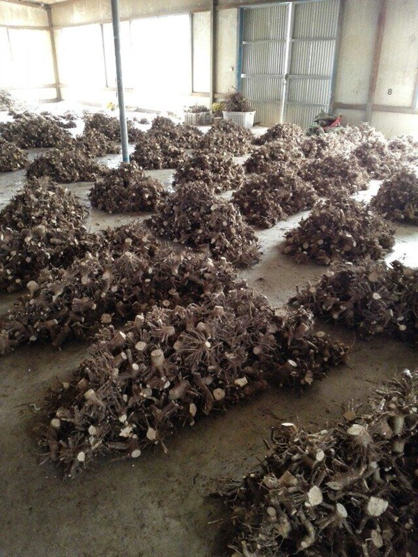 الصين بولونيا HYBRID ROOT STUMP بالجملة