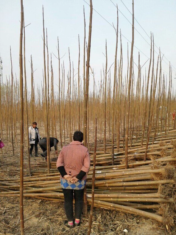 الصين بولونيا HYBRID ROOT STUMP بالجملة