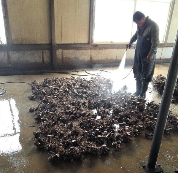 الصين بولونيا HYBRID ROOT STUMP بالجملة