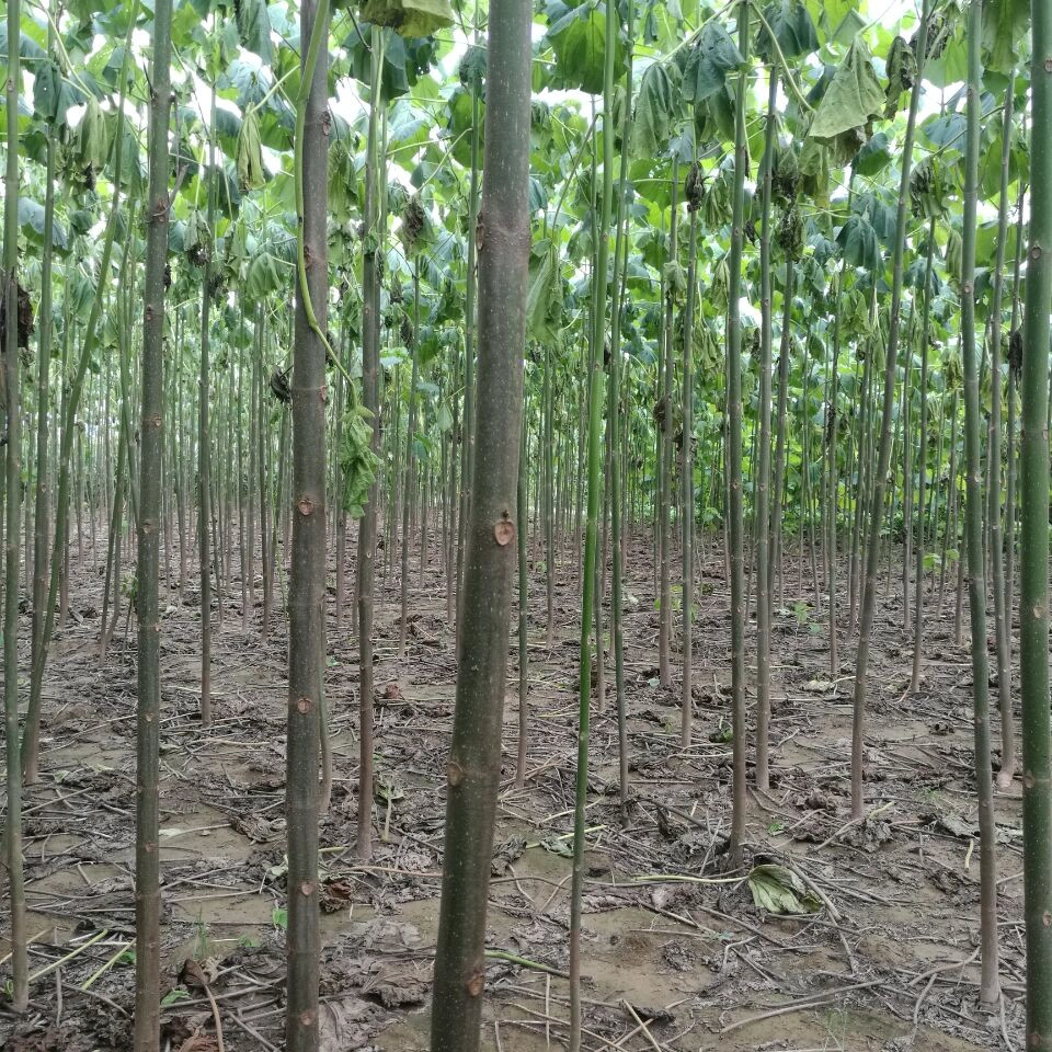Çin soğuk karşı yüksek saflıkta Paulownia uzama kök kesme