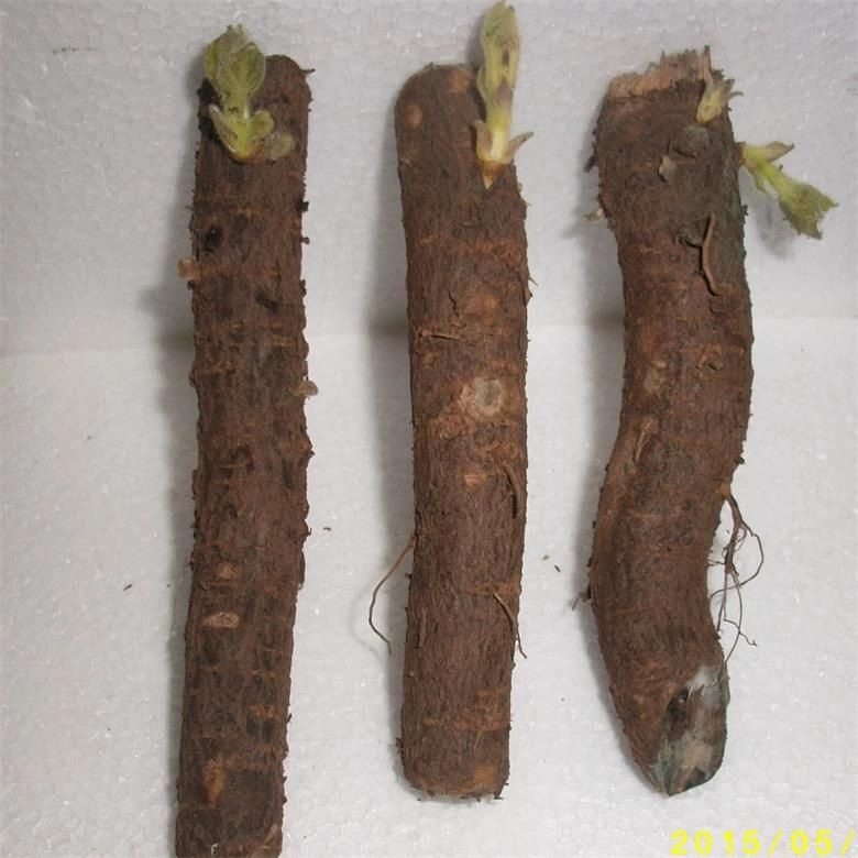 China cold resistant fast growth hybrid paulownia 9501 root for planting