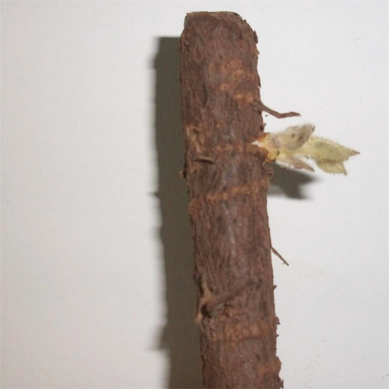 China cold resistant fast growth hybrid paulownia 9501 root for planting