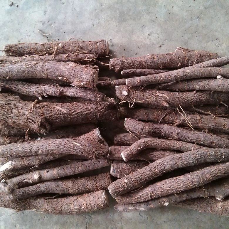 China cold resistant fast growth hybrid paulownia 9501 root for planting