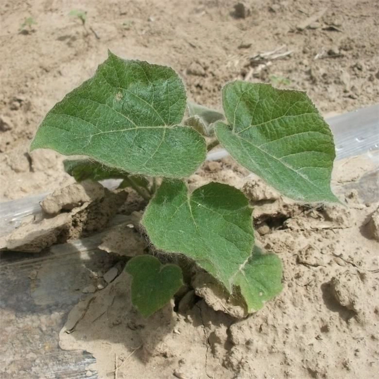 China cold resistant fast growth hybrid paulownia 9501 root for planting