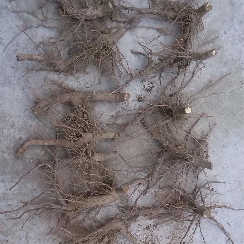 China hybrid paotong elongata royal empress tree paulownia 9501 fortunei tree plants root and seeds for planting