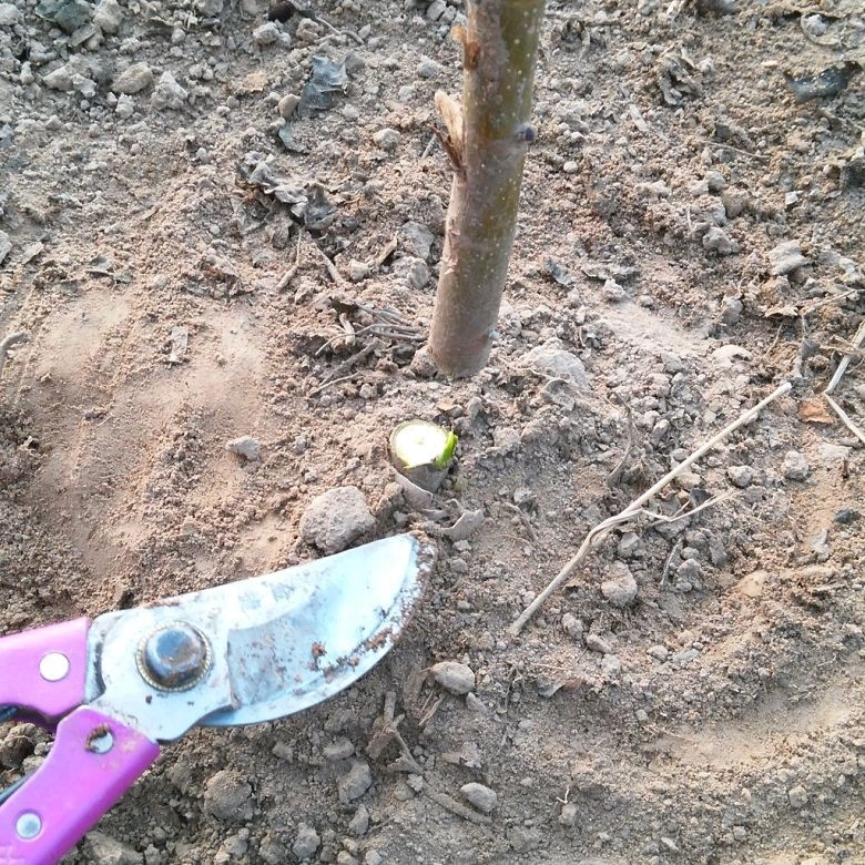 China hybrid paotong elongata royal empress tree paulownia 9501 fortunei tree plants root and seeds for planting