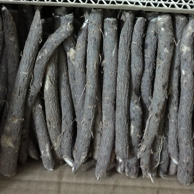 China Hybride paotong fortunei und tomentosa hybride königliche Kaiserinbaum paulownia Anlagen