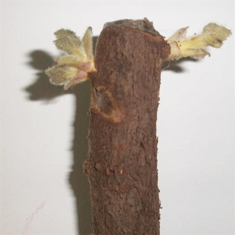 China Hybride paotong fortunei und tomentosa hybride königliche Kaiserinbaum paulownia Anlagen