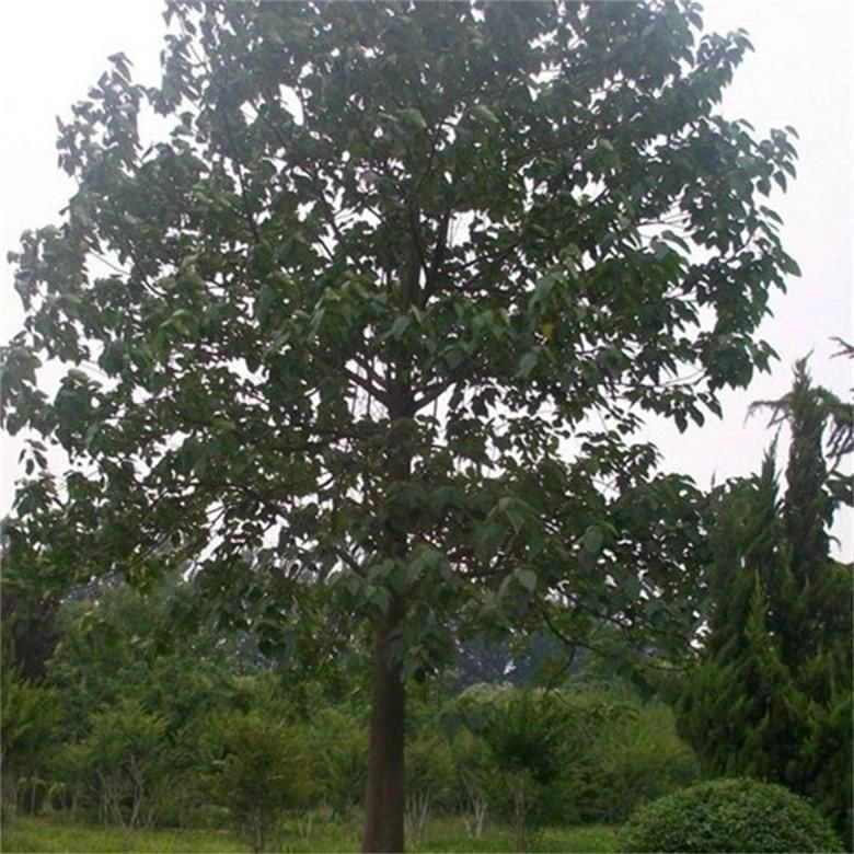 China Hybride paotong fortunei und tomentosa hybride königliche Kaiserinbaum paulownia Anlagen
