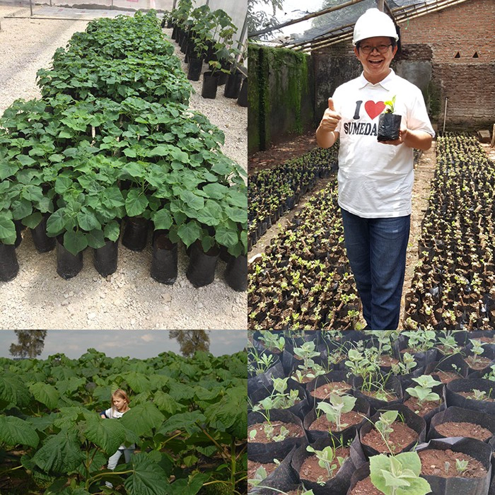 China new paulownia hybrid FTE root best for cold weather with certificate