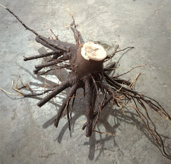 China original paulownia tree stump cut for timber