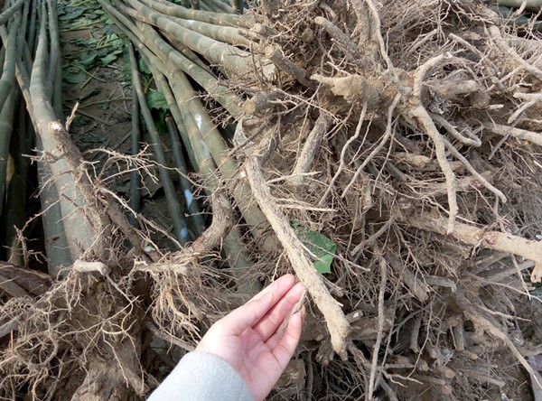 China original paulownia tree stump cut for timber