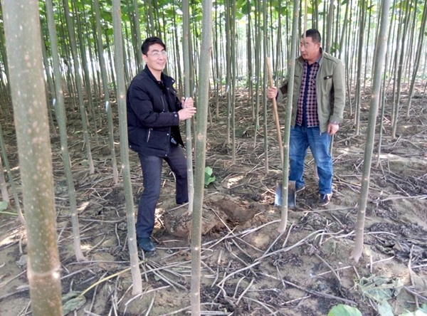China original paulownia tree stump cut for timber
