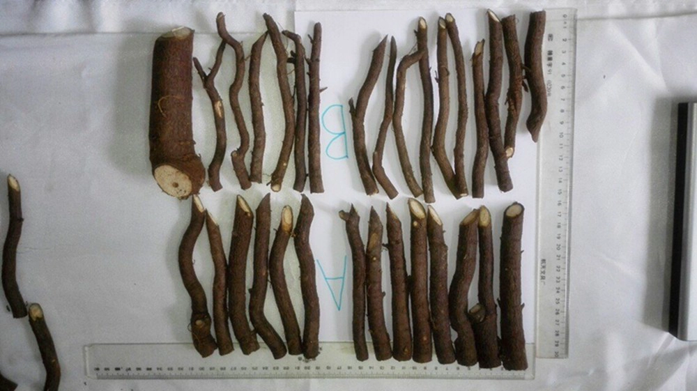 식물 나무를위한 중국 추위에 강한 오동 나무 뿌리 절단
