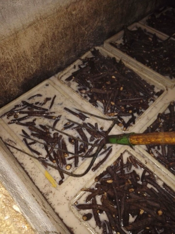 Clean disinfected paulownia root different species with PHY certificate