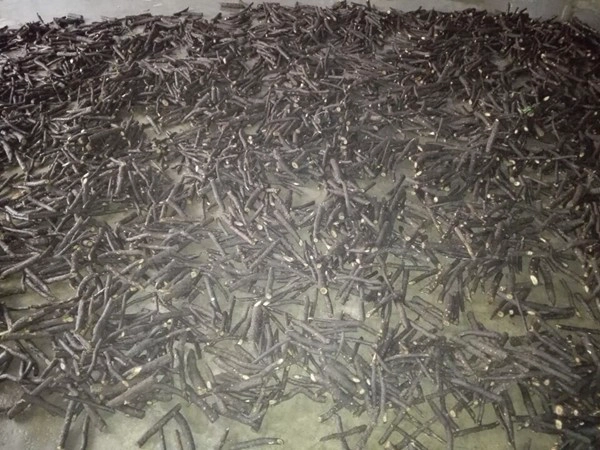 Clean disinfected paulownia root different species with PHY certificate