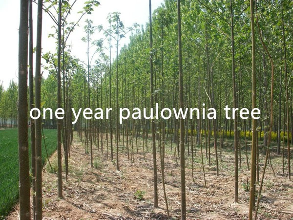 Clean disinfected paulownia root different species with PHY certificate