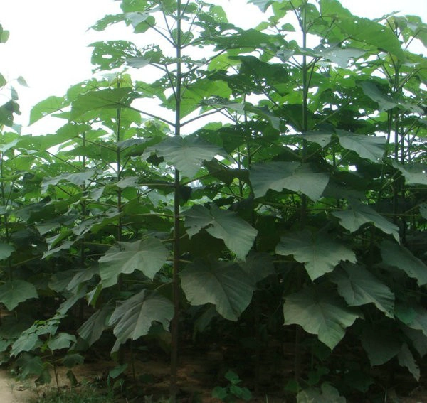 Clean disinfected paulownia root different species with PHY certificate