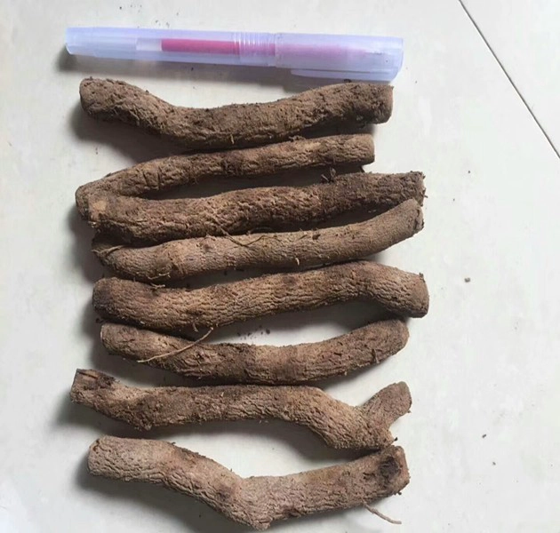 Raiz de raízes de paulownia raízes de Elongata