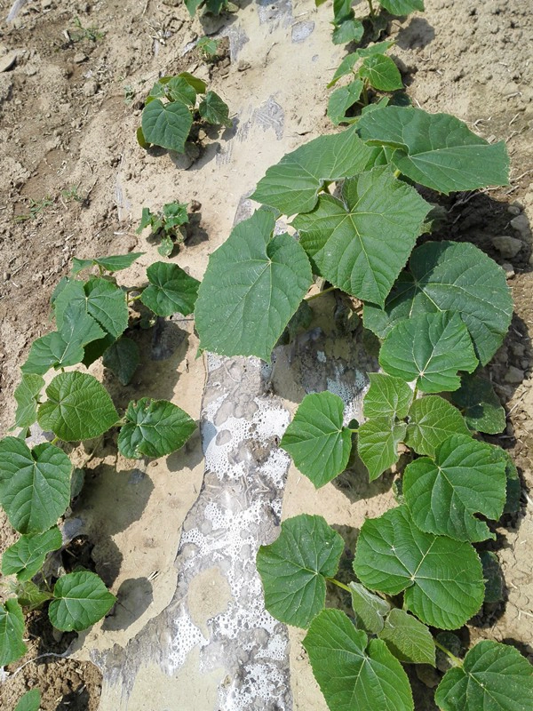 Raiz de raízes de paulownia raízes de Elongata