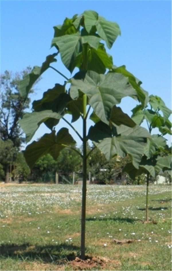 Raiz de raízes de paulownia raízes de Elongata