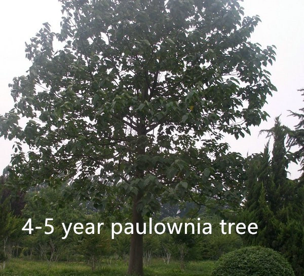 यूरोप पसंदीदा प्रजातियों paulownia 9501 संकर स्टंप रूट syetem के साथ