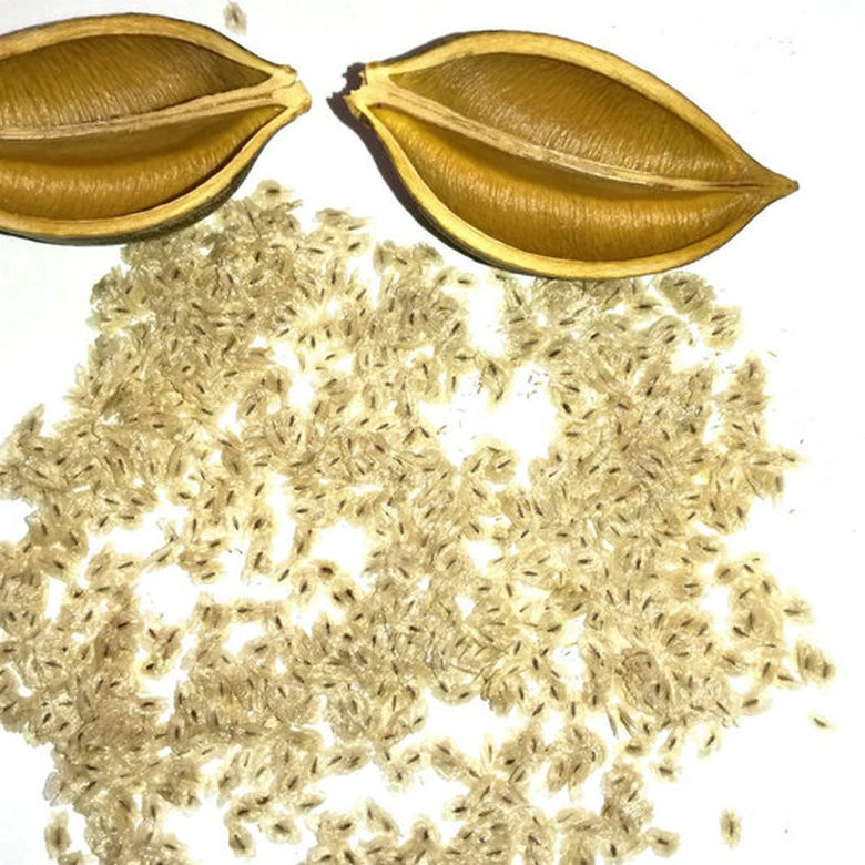 FTE paulownia seeds with certificate for sale