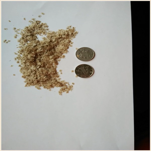 FTE paulownia seeds with certificate for sale