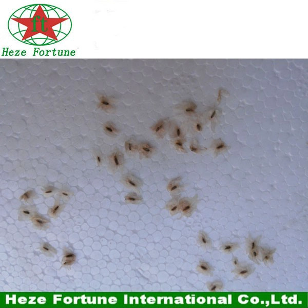 Hızlı teslimat DGM sertifika Paulownia elongata tohumları