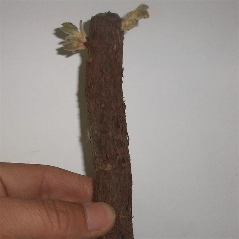 Schnellwachsende kältebeständige Wurzel Paulownia 9501 für Holz und Biomasse