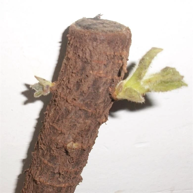 Schnellwachsende kältebeständige Wurzel Paulownia 9501 für Holz und Biomasse
