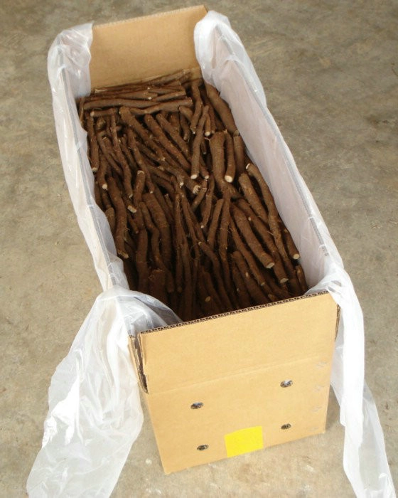 التي تشهد نموا سريعا شجرة الصيني المعطر التجاري شان تونغ 4 مرض الجذر مقاومة
