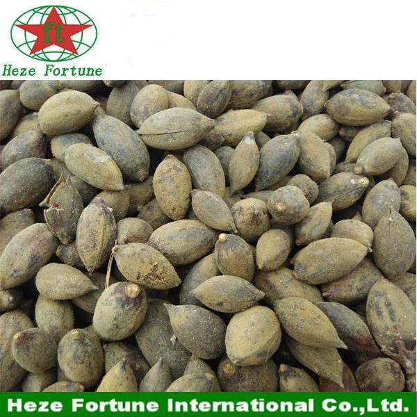Hızlı büyüyen gölge ağaç paulownia tohum shan tong