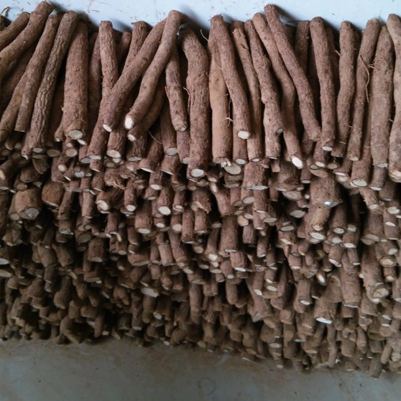Fast growth paulownia hybrid 9501 seedlings for planting