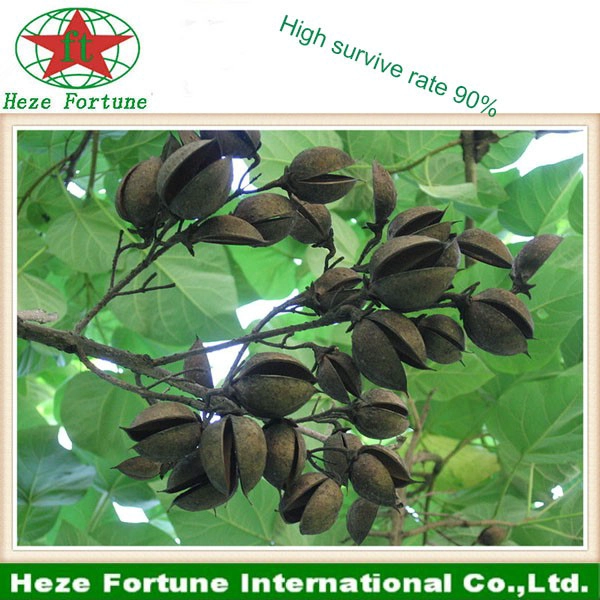 Schnelle sprießen erste Qualität Paulownia Samen