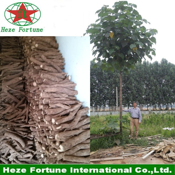 Fresh hybrid 9501 roots cutting for planting