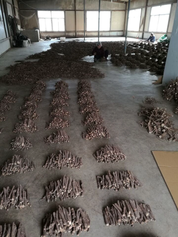 Fresh new 2018 paulownia shantong hybrid 9501 root cutting cold resist for wood production