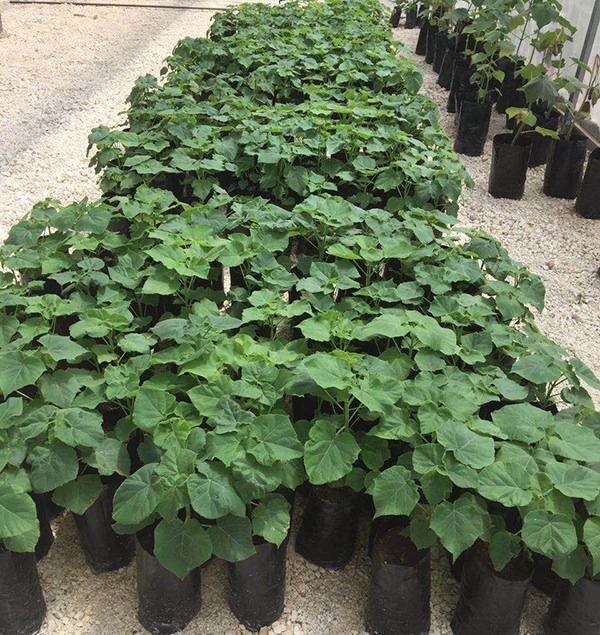 Fresh new 2018 paulownia shantong hybrid 9501 root cutting cold resist for wood production